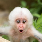 MonkeyIsNumber1's Avatar'