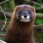 Spritzgack's Avatar'