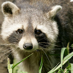 Lonely.Raccoon's Avatar'