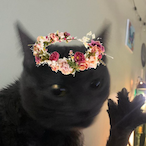 CheefKweef1945's Avatar'