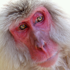 Macaco_Sosen's Avatar'