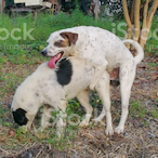 Spirit_Hypredic's Avatar'