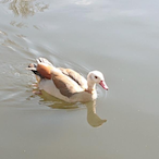 DUCK.Onii-Chan's Avatar'