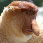 LemoJager's Avatar'