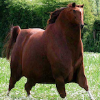 ElongatedAsian's Avatar'