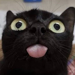 NozKnox's Avatar'