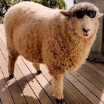 Swag.Sheep.'s Avatar'