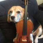 ViolinistDog's Avatar'