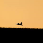 missing kamg's Avatar'