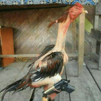 chicken.TSL's Avatar'