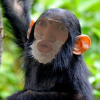 malteseryur's Avatar'