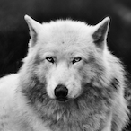 neeegyyy's Avatar'