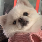 saengjji's Avatar'