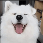 roquezzy's Avatar'