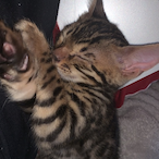 H0lyAli.HT's Avatar'