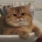 Pell_Snake's Avatar'