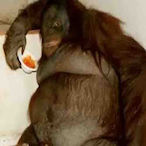 Demon.MONKE's Avatar'
