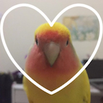 Nangaki's Avatar'