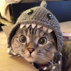 MEOW_--'s Avatar'