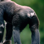 BundaPELUDA.CCC's Avatar'