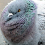 PlumpPigeon39's Avatar'