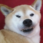 CabonaraTuatara's Avatar'