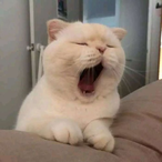 felnbaba's Avatar'