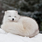 berry_d._.b's Avatar'