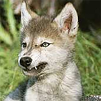 A_Happy_Wolf's Avatar