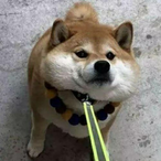 Yolkdoge's Avatar'