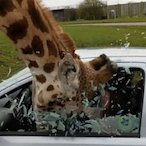 p0gsheep9638's Avatar'