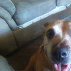 doubleagentdogs's Avatar