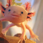 Axolote2000's Avatar'