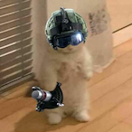 Cookie.JPG's Avatar'