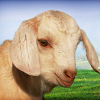 dripipi's Avatar'