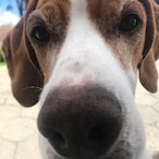 WholesomePerro's Avatar'