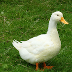 living poor's Avatar'