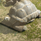 Raptor6762's Avatar'