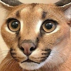 Floppasaurus's Avatar'