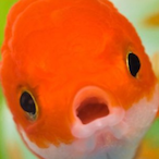 Peezy-West's Avatar'