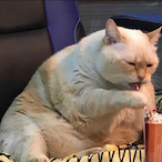 PizzablawkYT's Avatar