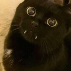 XDeadlymouseXx's Avatar'