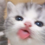 MishouWaka's Avatar'