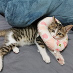 OneLastKisiels's Avatar'