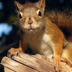 AeroNexus_FR's Avatar'