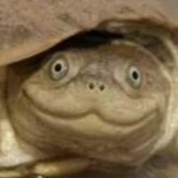 TurtleCrabbbb