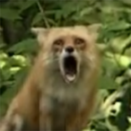 vekstthebest's Avatar