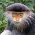 Why u Iust's Avatar'