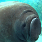 VegemiteManatee's Avatar'