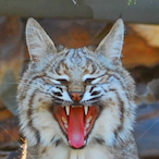 OptimalBobcat's Avatar'